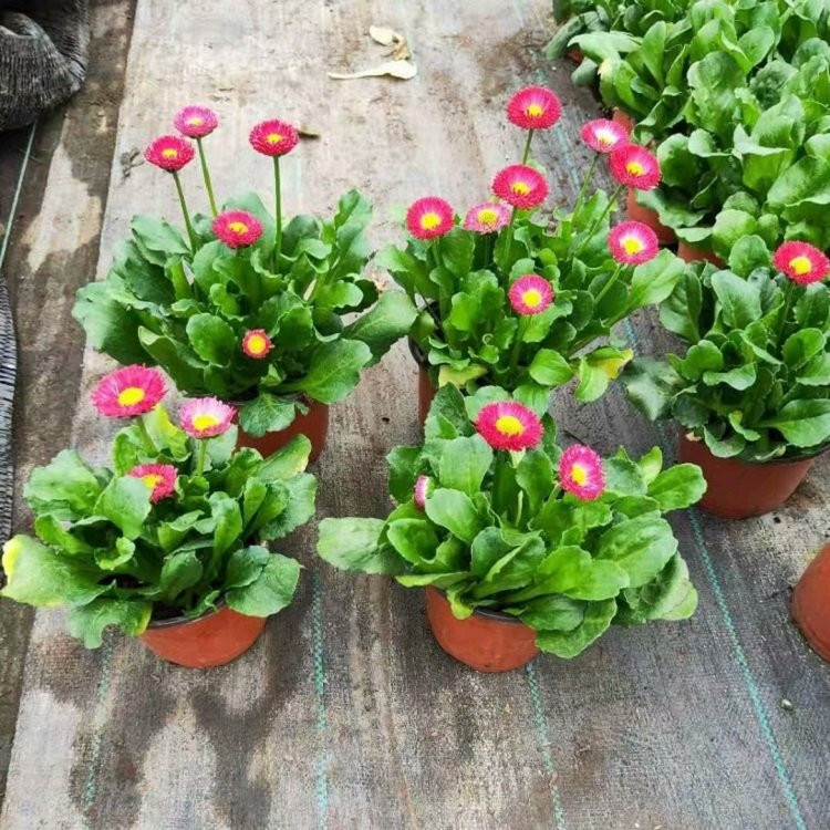 陕西雏菊批发基地 分枝多的雏菊 雏菊报价表