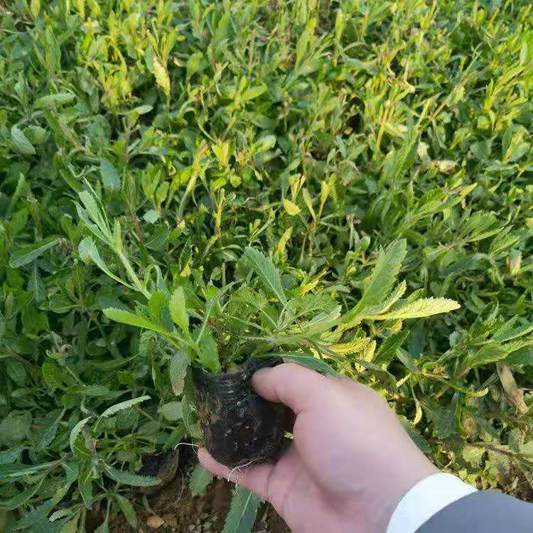 陕西柳叶马鞭草批发基地 马鞭草批发供应基地 柳叶马鞭草新价格