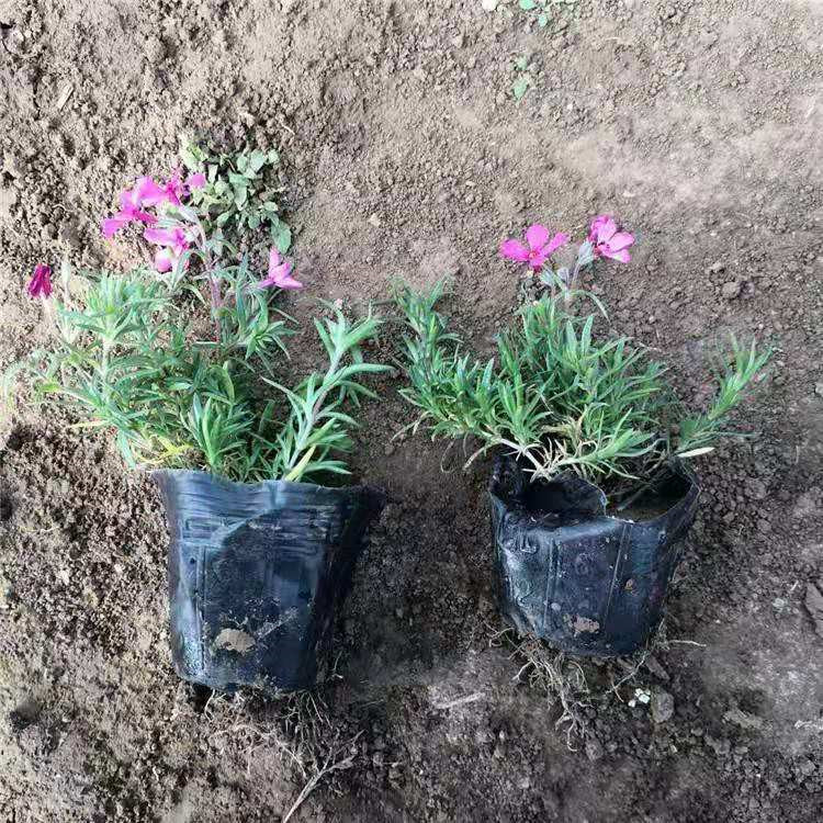 天津芝樱生产基地 丛生福禄考小苗批发 丛生福禄考苗批发基地
