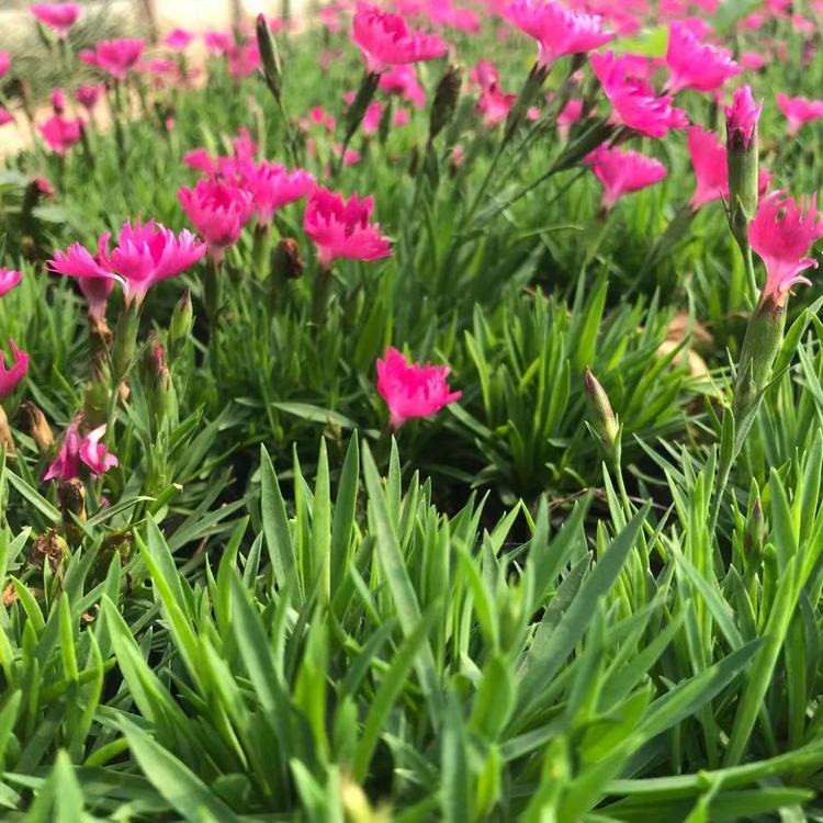 芝樱 丛生福禄考批发供应基地 芝樱报价表