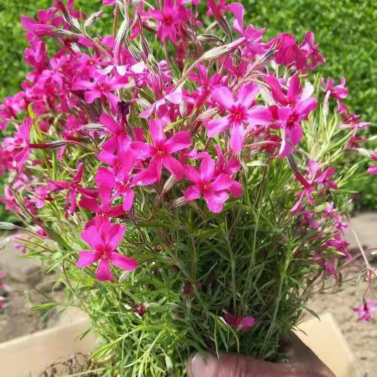 烟台芝樱直销基地 丛生福禄考供应基地 丛生福禄考批发供应