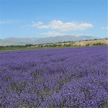 天津薰衣草生产基地 薰衣草营养杯报价 薰衣草基地种植基地