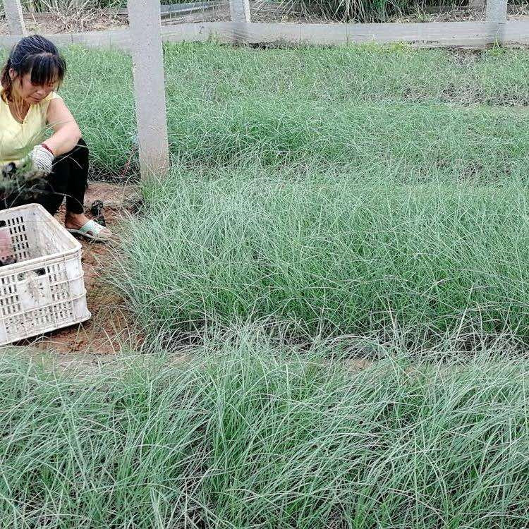 唐山粉黛乱子草供应 粉黛乱子草商供应 粉黛乱子草幼苗繁育基地