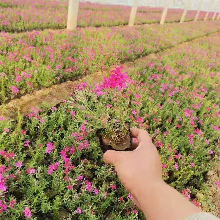 威海芝樱繁育基地 丛生福禄考杯苗价格表 芝樱新价格