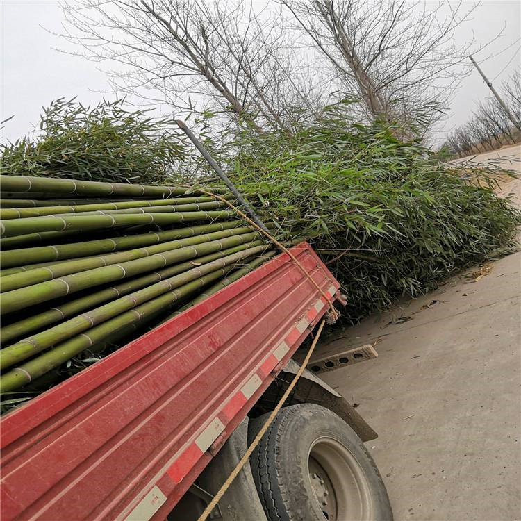 天津翠竹生产基地 安徽绿化竹子新价格 北京金镶玉竹供应基地