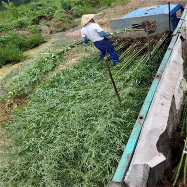烟台翠竹直销基地 绿化竹子分枝多的 金镶玉竹穴盘苗供应