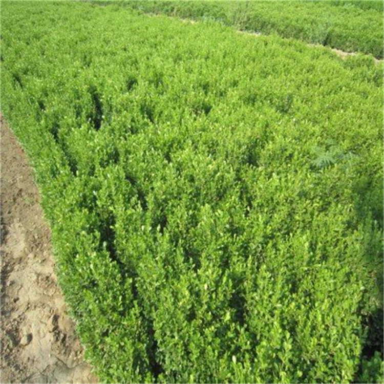 山东小叶黄杨供应基地 小叶黄杨杯苗价格表 小叶黄杨小苗批发基地