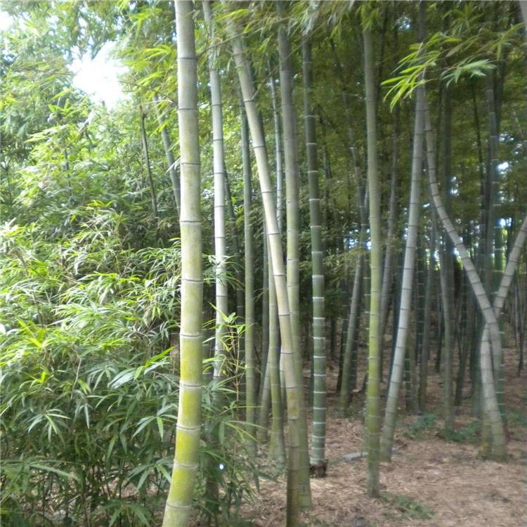 唐山翠竹供应 绿化竹子销售基地 金镶玉竹批发生产基地