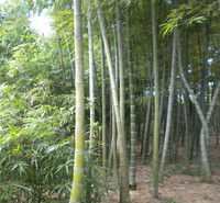 唐山翠竹供应 绿化竹子销售基地 金镶玉竹批发生产基地