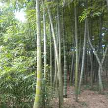 唐山翠竹供应 绿化竹子销售基地 金镶玉竹批发生产基地