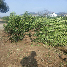 淄博北海道黄杨生产基地 北海道黄杨苗商供应 北海道黄杨苗批发生产基地
