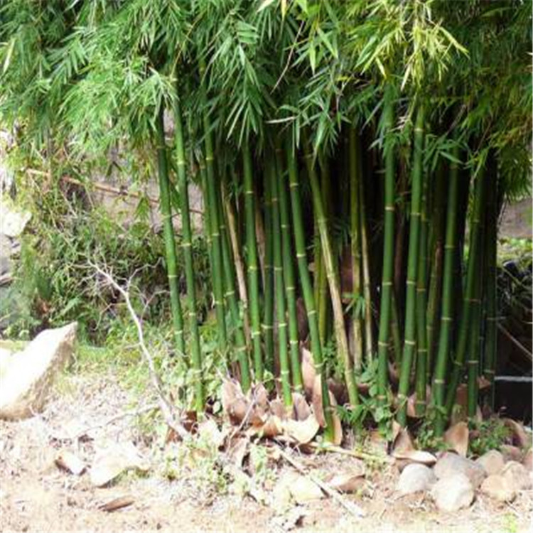 青州金镶玉竹杯苗价格 绿化竹子销售基地 金镶玉竹苗批发基地