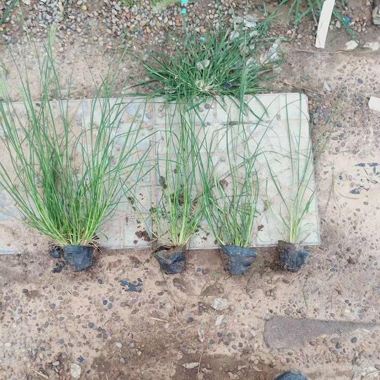 威海狼尾草繁育基地 安徽狼尾草新价格 狼尾草幼苗繁育基地