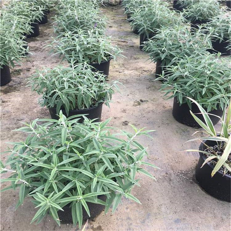 淄博二月兰生产基地 二月兰商供应 二月兰批发供应