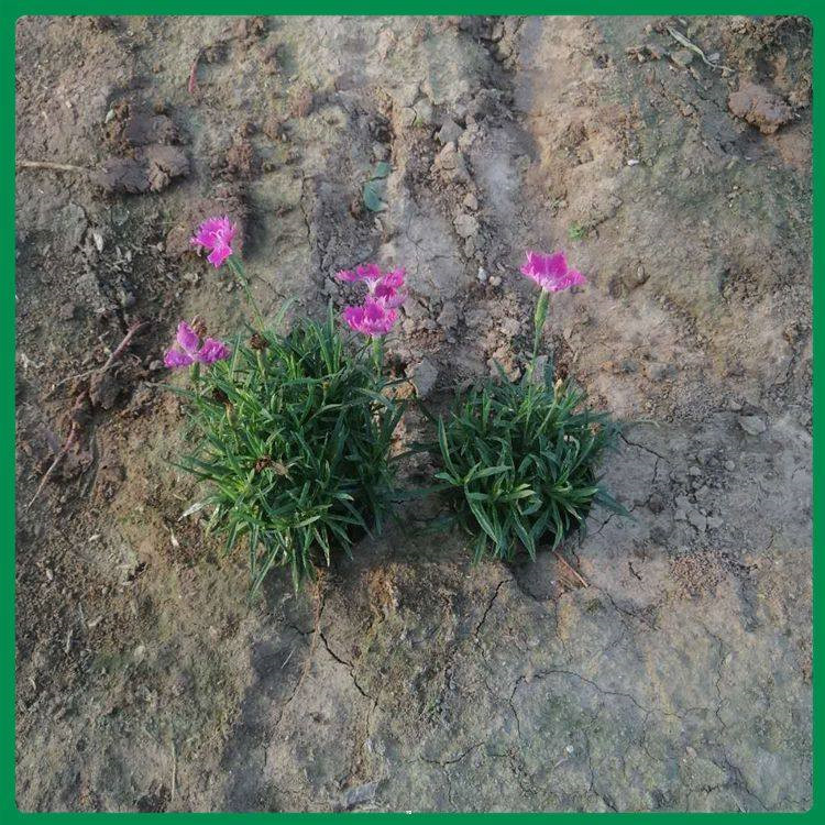 山东欧石竹供应基地 欧石竹小苗批发 欧石竹基地种植基地