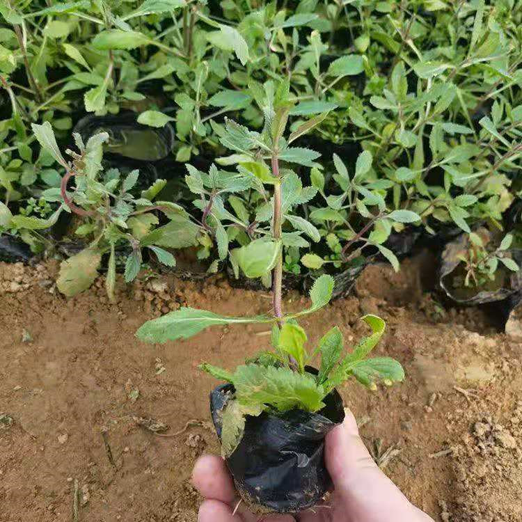 青州柳叶马鞭草杯苗价格 马鞭草小苗批发 西安柳叶马鞭草苗报价