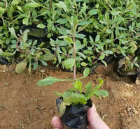 青州柳叶马鞭草杯苗价格 马鞭草小苗批发 西安柳叶马鞭草苗报价