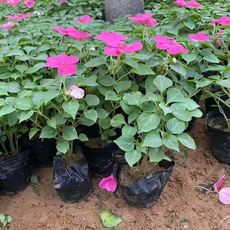 淄博非洲凤仙生产基地 非洲凤仙小苗批发 非洲凤仙批发供应