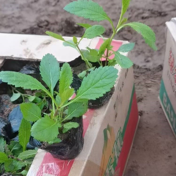 淄博柳叶马鞭草生产基地 安徽马鞭草新价格 柳叶马鞭草新价格