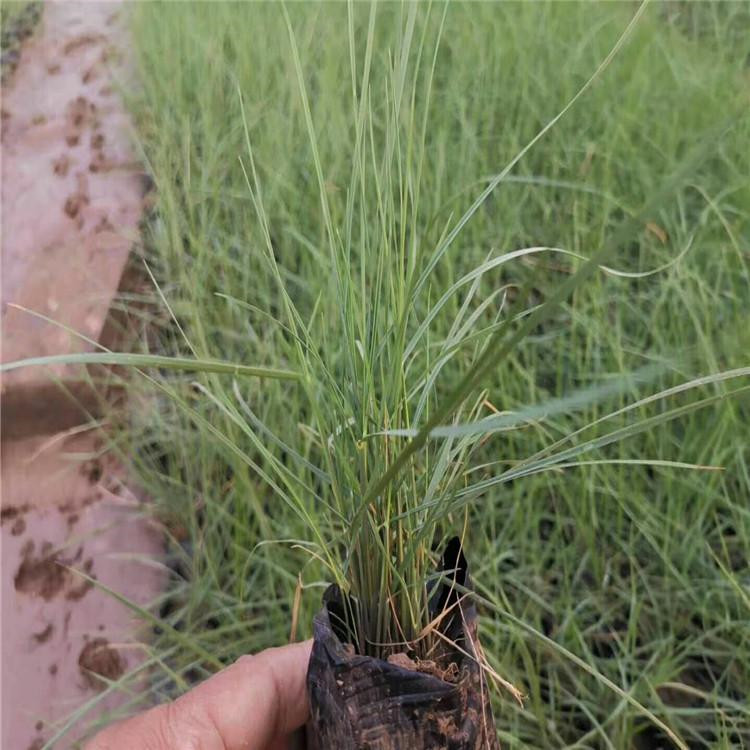 天津粉黛乱子草生产基地 粉黛乱子草销售基地 粉黛乱子草批发供应