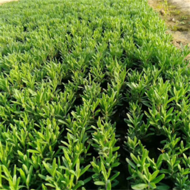 陕西薰衣草批发基地 薰衣草小苗批发 薰衣草幼苗繁育基地
