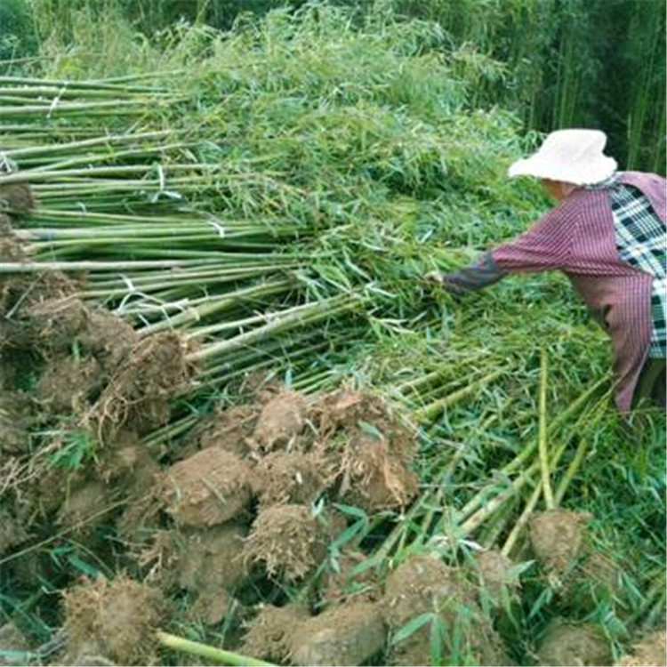 唐山翠竹供应 江苏绿化竹子批发供应 金镶玉竹穴盘苗供应