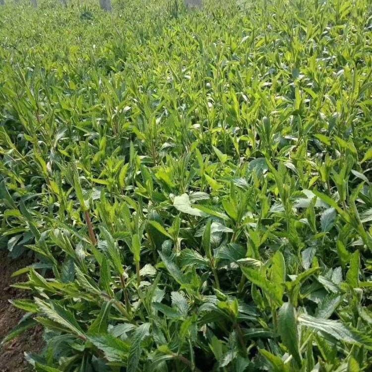 淄博柳叶马鞭草生产基地 马鞭草批发供应基地 柳叶马鞭草幼苗繁育基地