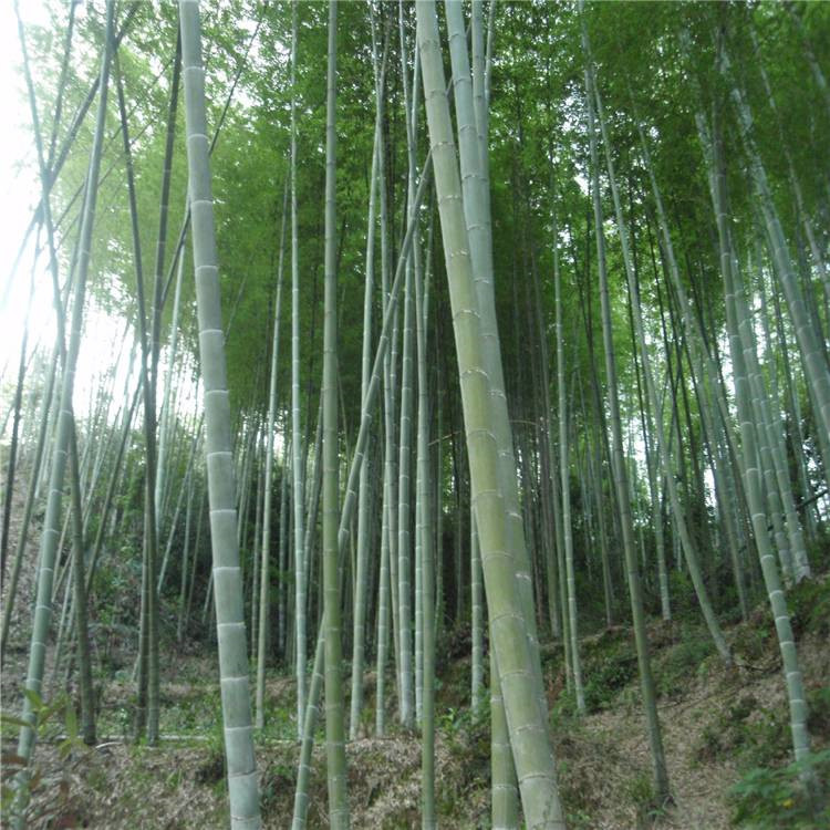 陕西翠竹批发基地 绿化竹子销售基地 金镶玉竹批发供应