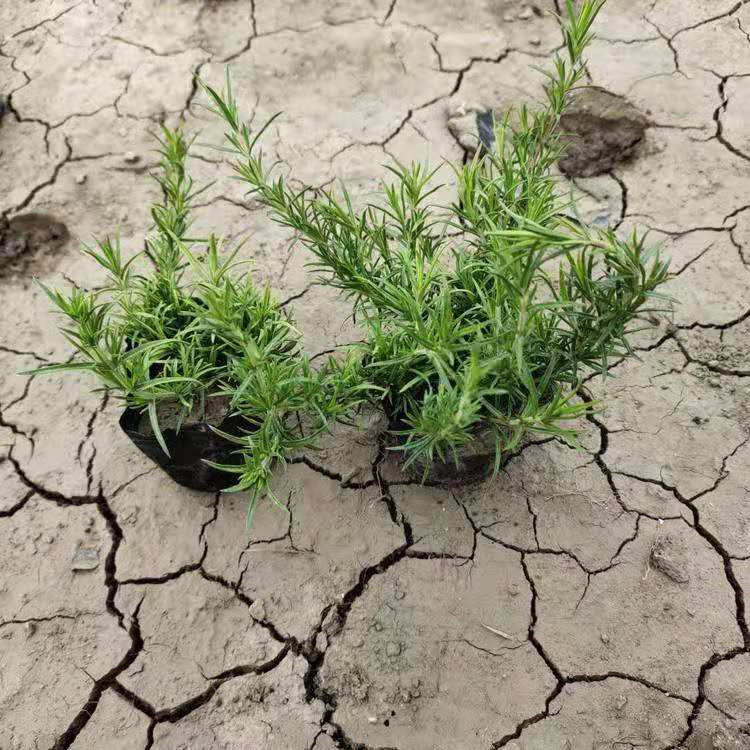陕西芝樱批发基地 丛生福禄考销售基地 芝樱基地种植基地