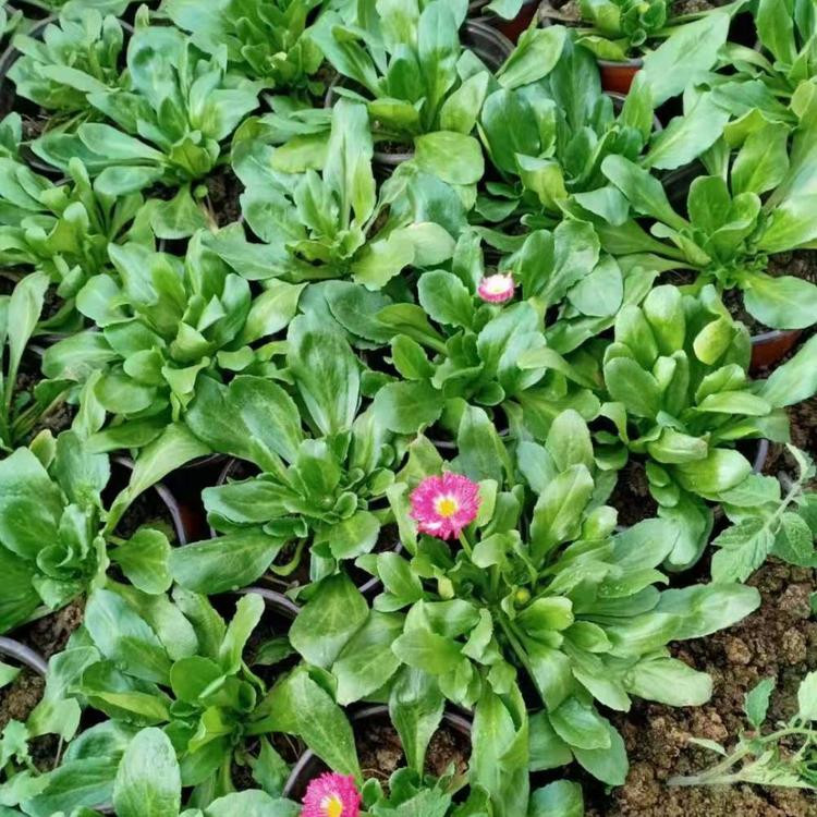威海雏菊繁育基地 雏菊营养杯报价 雏菊小苗批发基地