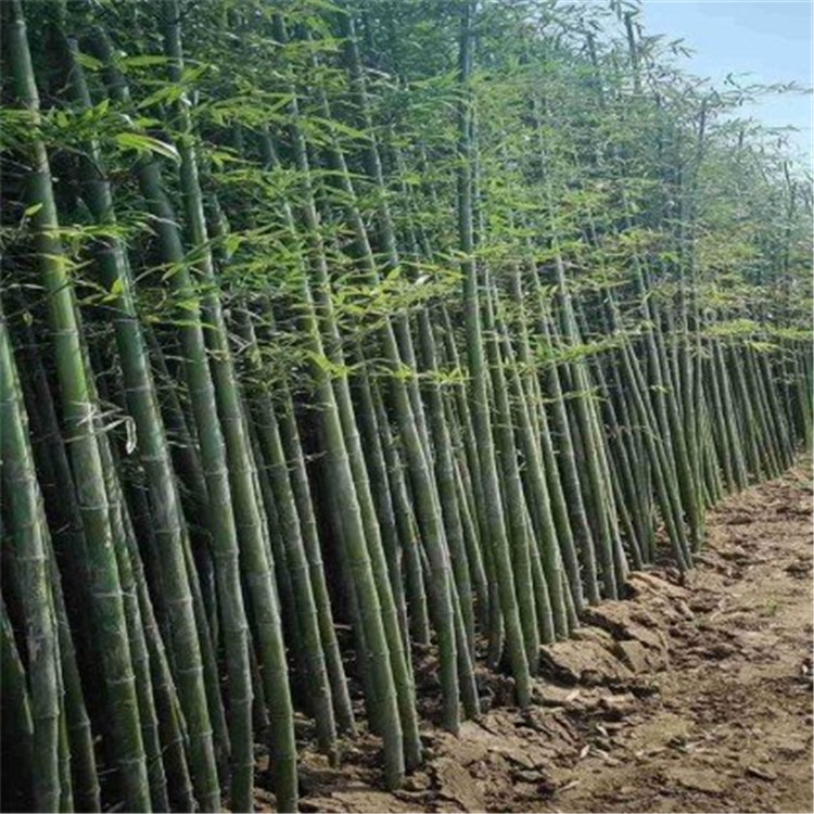 唐山翠竹供应 江苏绿化竹子批发供应 金镶玉竹报价表