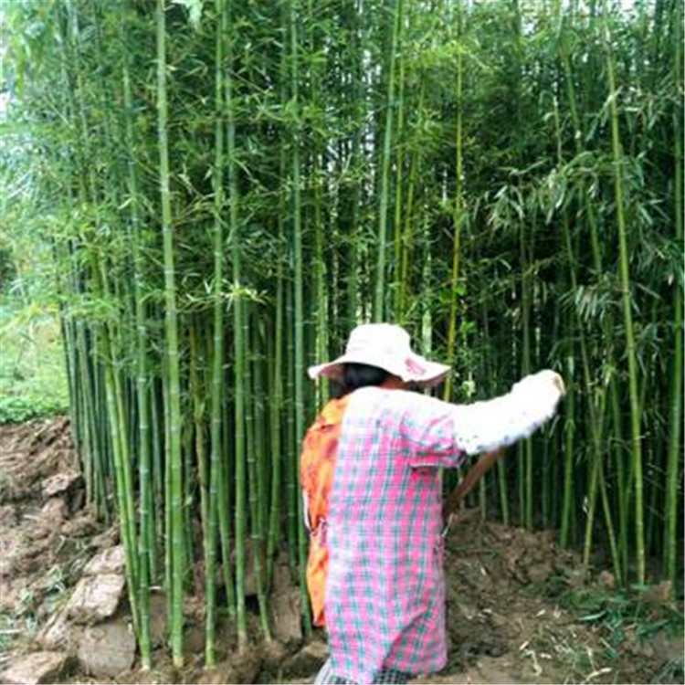 陕西翠竹批发基地 绿化竹子杯苗价格表 金镶玉竹苗批发基地