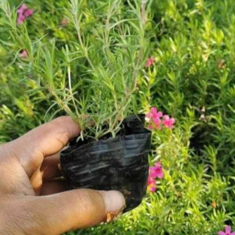 山东芝樱供应基地 丛生福禄考销售基地 芝樱新价格