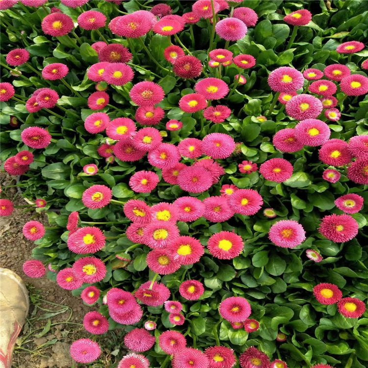 青州雏菊杯苗价格 雏菊营养杯报价 雏菊基地种植基地