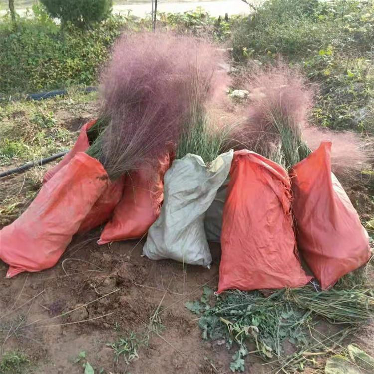 粉黛乱子草 粉黛乱子草供应基地 黑龙江粉黛乱子草供应批发
