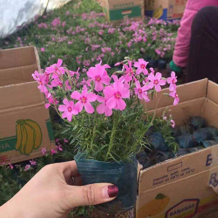 芝樱 丛生福禄考分枝多的 芝樱基地种植基地