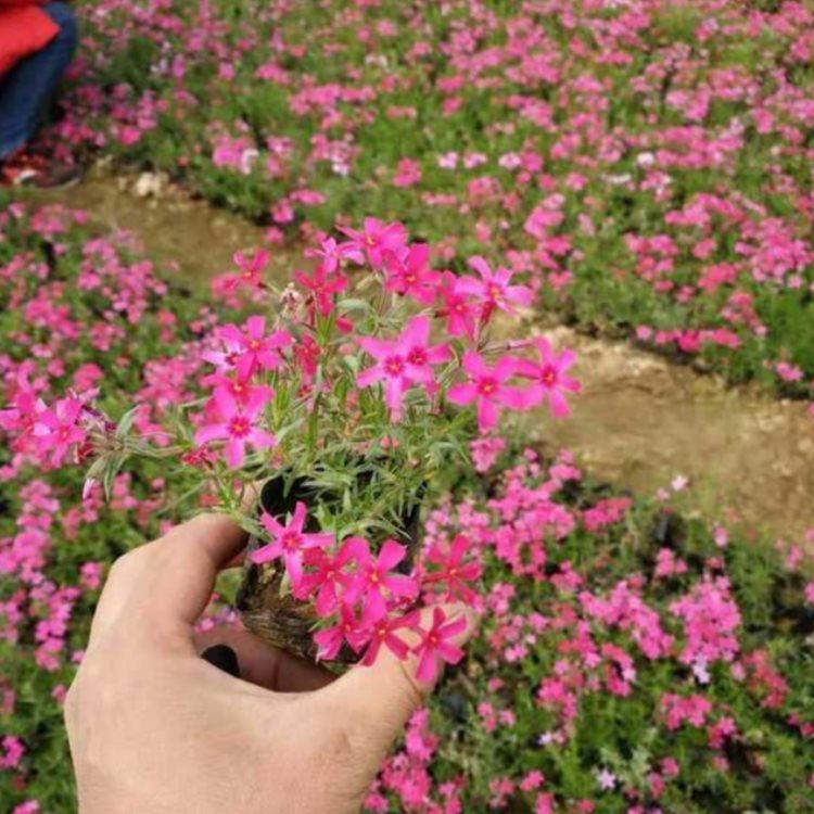 山东芝樱供应基地 丛生福禄考商供应 芝樱新价格