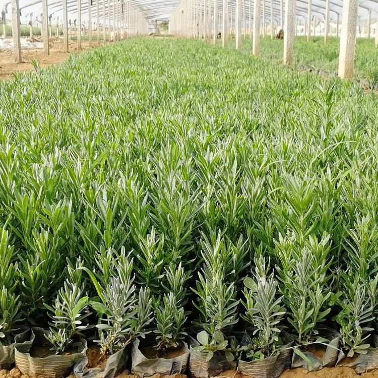 山东薰衣草供应基地 薰衣草批发供应基地 薰衣草苗批发基地