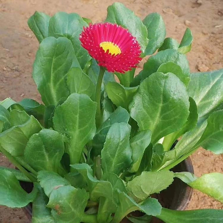 青州雏菊杯苗价格 雏菊苗商供应 雏菊幼苗繁育基地
