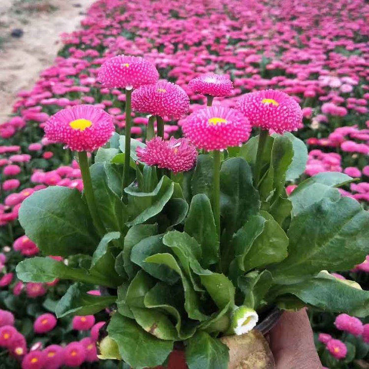 淄博雏菊生产基地 雏菊供应基地 雏菊幼苗繁育基地