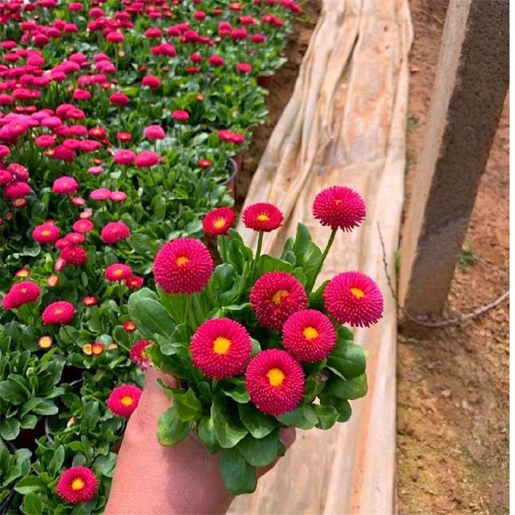 雏菊 雏菊杯苗价格表 雏菊新价格