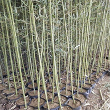唐山翠竹供应 绿化竹子销售基地 金镶玉竹基地种植基地