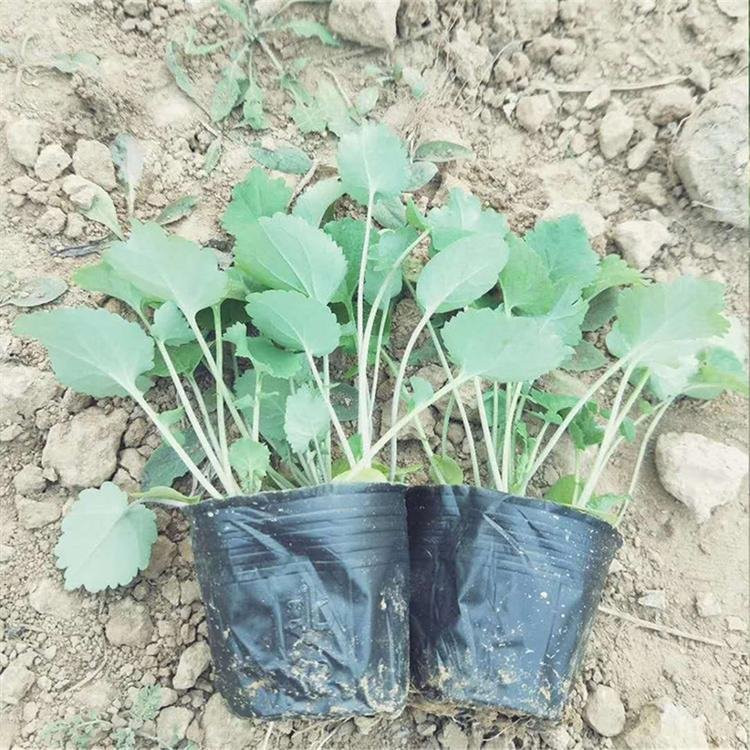 山东二月兰供应基地 二月兰小苗批发 二月兰基地种植基地
