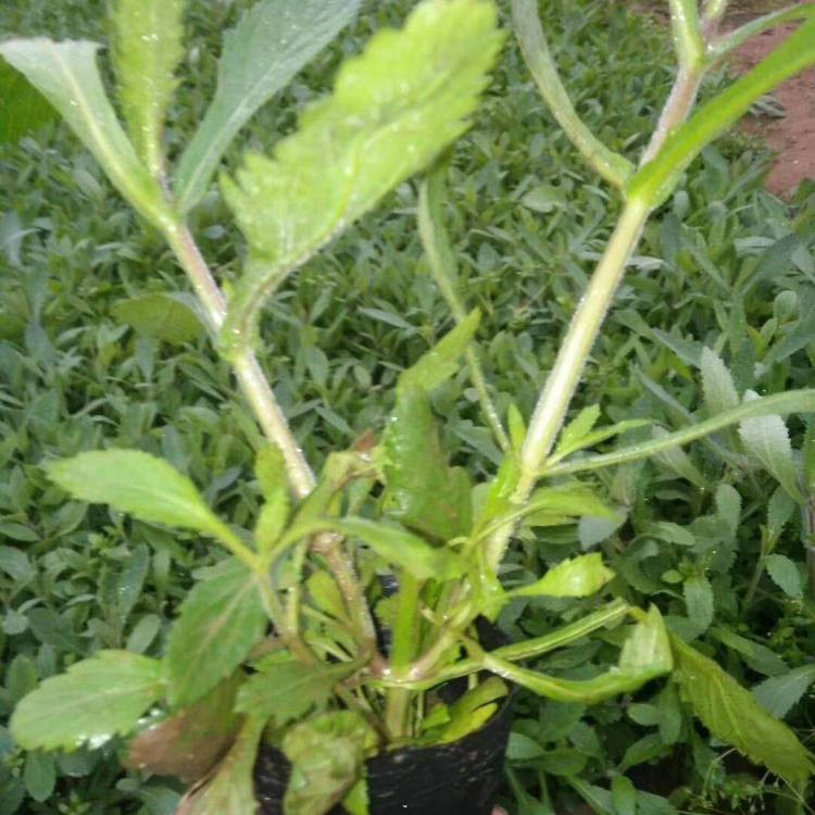 唐山柳叶马鞭草供应 马鞭草商供应 黑龙江柳叶马鞭草供应批发