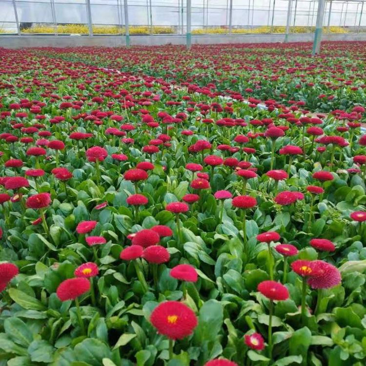 陕西雏菊批发基地 雏菊销售基地 雏菊幼苗繁育基地