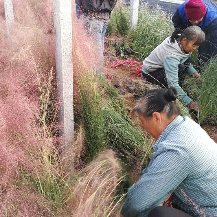天津粉黛乱子草生产基地 安徽粉黛乱子草新价格 黑龙江粉黛乱子草供应批发