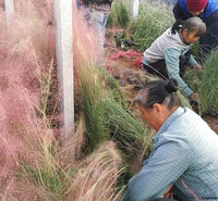 天津粉黛乱子草生产基地 安徽粉黛乱子草新价格 黑龙江粉黛乱子草供应批发