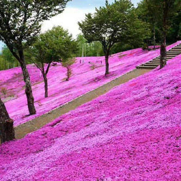 烟台芝樱直销基地 丛生福禄考营养杯报价 芝樱基地种植基地