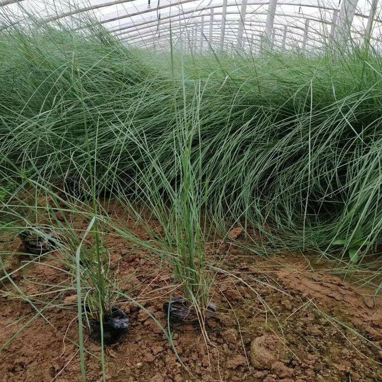 陕西粉黛乱子草批发基地 分枝多的粉黛乱子草 粉黛乱子草新价格