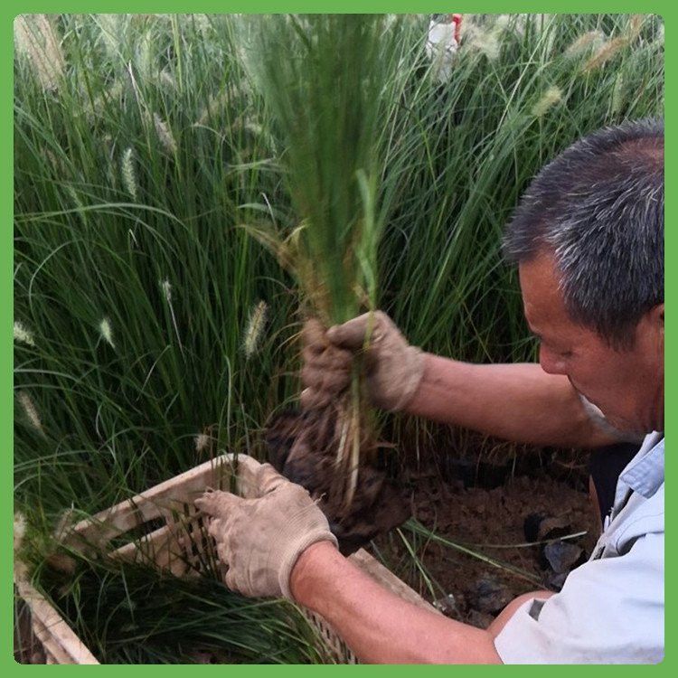 天津狼尾草生产基地 狼尾草商供应 西安狼尾草苗报价